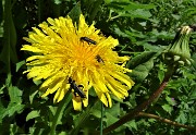 17 Fiore di tarassaco con ospiti